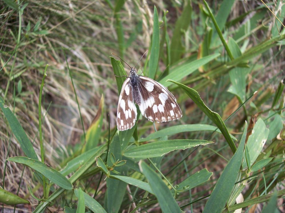 foto di farfalle diverse